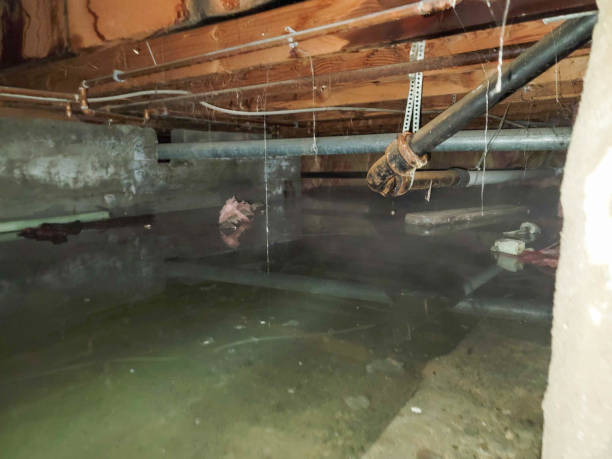 Best Flooded house restoration  in Peoria Heights, IL