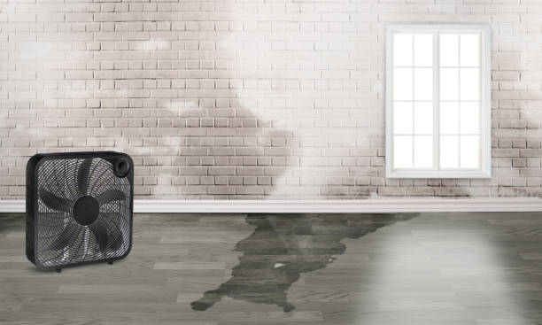 Best Local water damage restoration  in Peoria Heights, IL